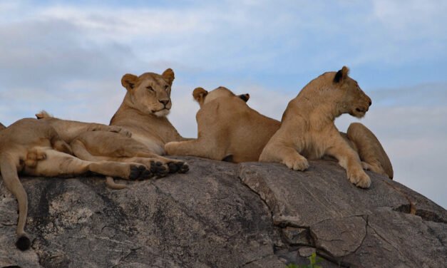 Experience the Thrill of the Wild at Lion Habitat Ranch
