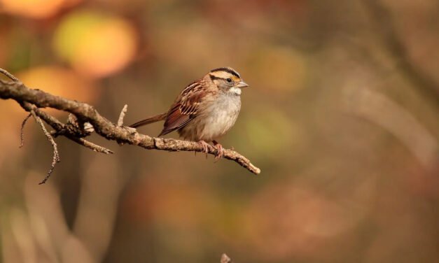 Big Bird Lives on Sesame Street These Birds are Real