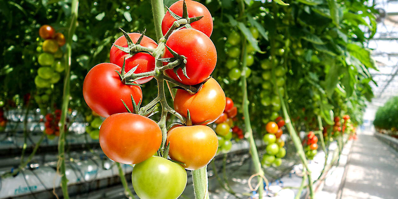 Yes You Can Enjoy Gardening in Henderson Nevada