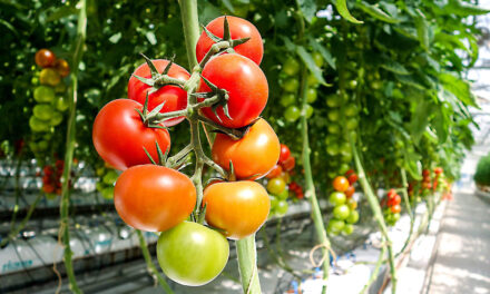 Yes You Can Enjoy Gardening in Henderson Nevada