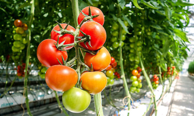 Yes You Can Enjoy Gardening in Henderson Nevada