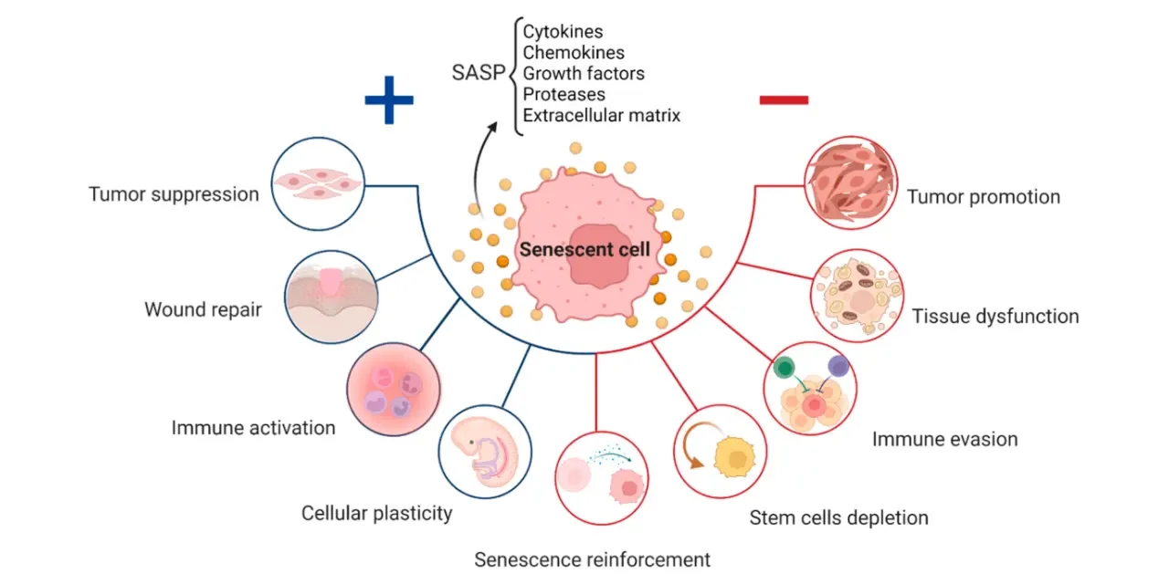 How Clearing Senescent Cells Can Boost Your Health After 50