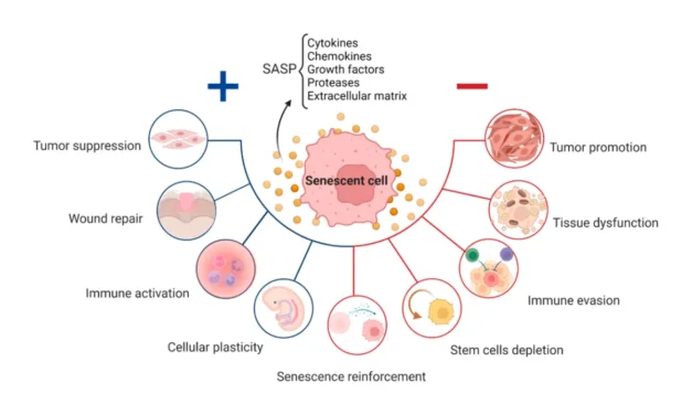 How Clearing Senescent Cells Can Boost Your Health After 50